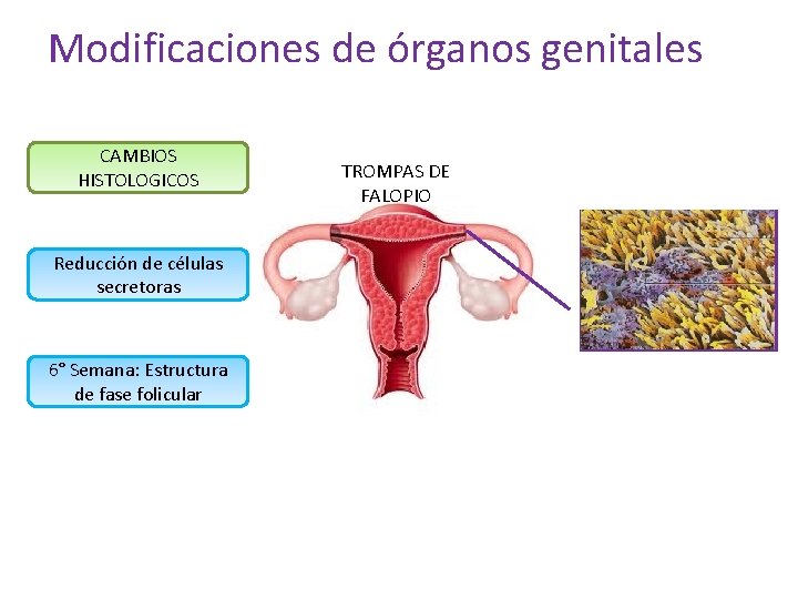 Modificaciones de órganos genitales CAMBIOS HISTOLOGICOS Reducción de células secretoras 6° Semana: Estructura de Modificaciones de órganos genitales CAMBIOS HISTOLOGICOS Reducción de células secretoras 6° Semana: Estructura de
