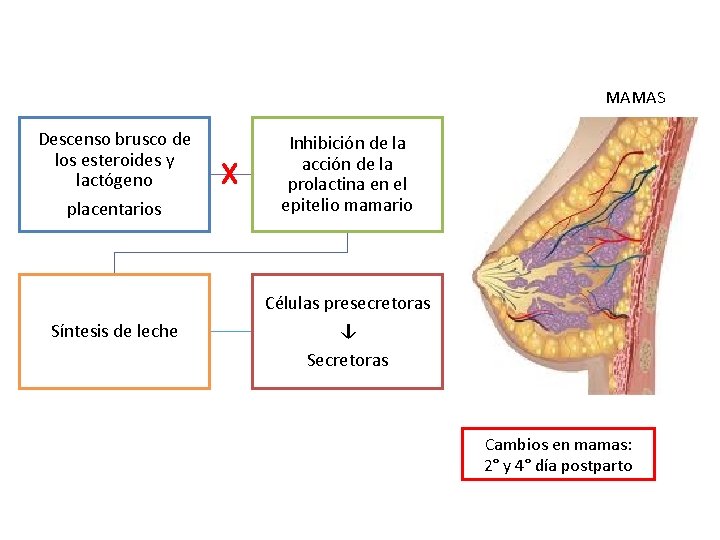 MAMAS Descenso brusco de los esteroides y lactógeno placentarios Inhibición de la acción de MAMAS Descenso brusco de los esteroides y lactógeno placentarios Inhibición de la acción de