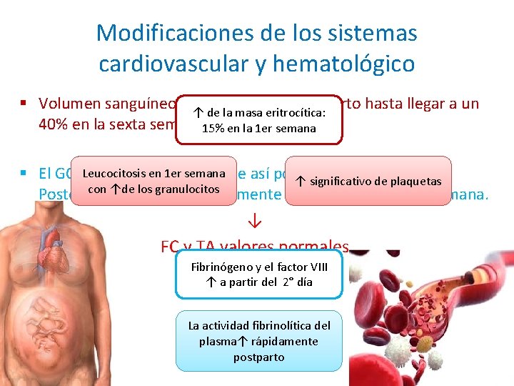 Modificaciones de los sistemas cardiovascular y hematológico § Volumen sanguíneo ↓↑ 16% al 3° Modificaciones de los sistemas cardiovascular y hematológico § Volumen sanguíneo ↓↑ 16% al 3°