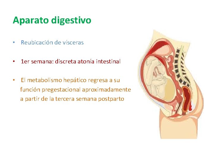 Aparato digestivo • Reubicación de vísceras • 1 er semana: discreta atonía intestinal • Aparato digestivo • Reubicación de vísceras • 1 er semana: discreta atonía intestinal •