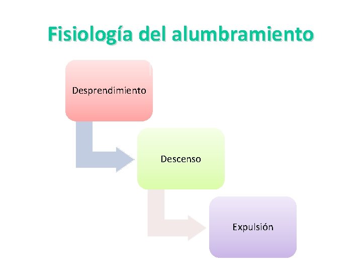 Fisiología del alumbramiento Desprendimiento Descenso Expulsión Fisiología del alumbramiento Desprendimiento Descenso Expulsión