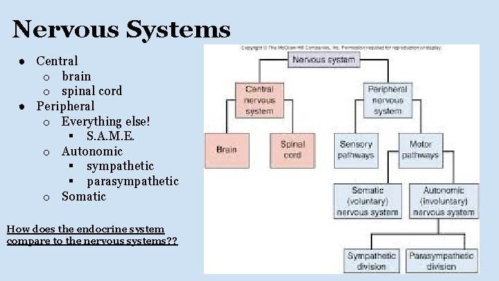 Nervous Systems ● Central o brain o spinal cord ● Peripheral o Everything else!
