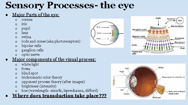 Sensory Processes- the eye ● Major Parts of the eye: o o o o