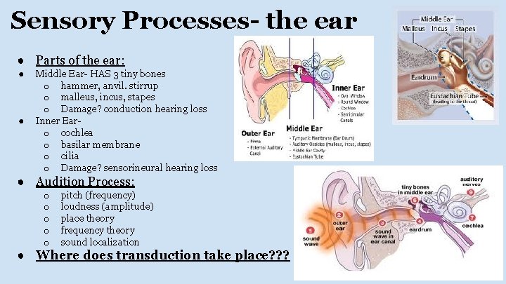 Sensory Processes- the ear ● Parts of the ear: ● ● Middle Ear- HAS