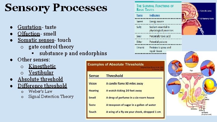 Sensory Processes ● Gustation- taste ● Olfaction- smell ● Somatic senses- touch o gate