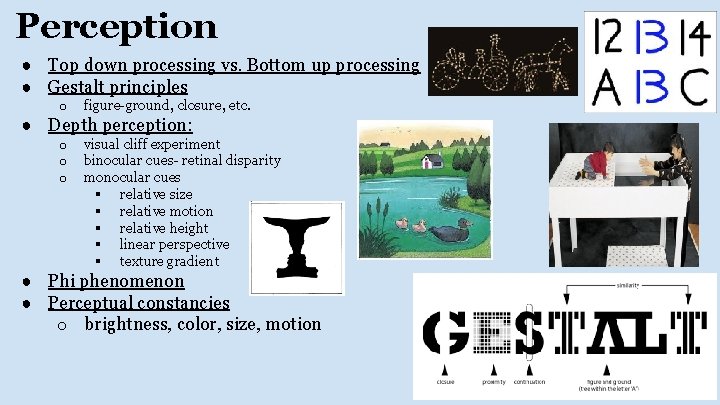 Perception ● Top down processing vs. Bottom up processing ● Gestalt principles o figure-ground,