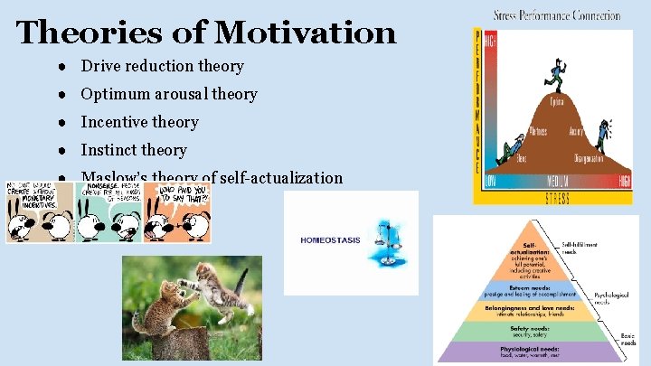 Theories of Motivation ● Drive reduction theory ● Optimum arousal theory ● Incentive theory