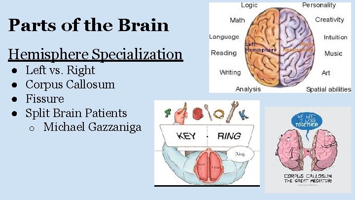 Parts of the Brain Hemisphere Specialization ● ● Left vs. Right Corpus Callosum Fissure