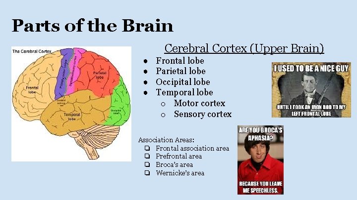Parts of the Brain Cerebral Cortex (Upper Brain) ● ● Frontal lobe Parietal lobe