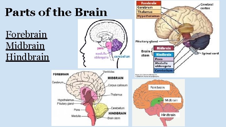 Parts of the Brain Forebrain Midbrain Hindbrain 