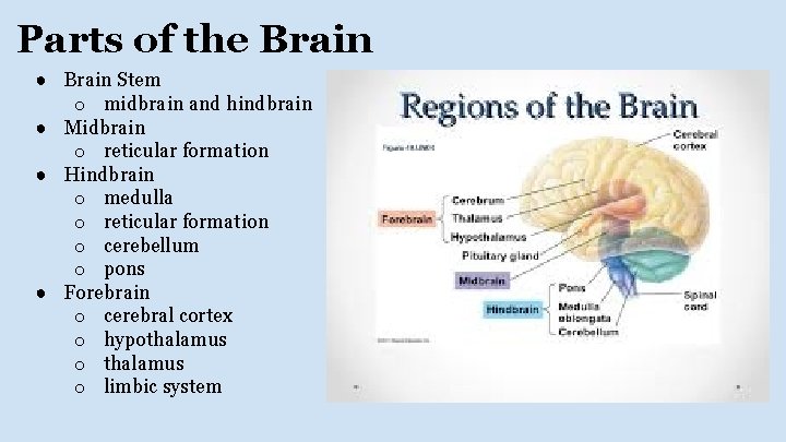 Parts of the Brain ● Brain Stem o midbrain and hindbrain ● Midbrain o