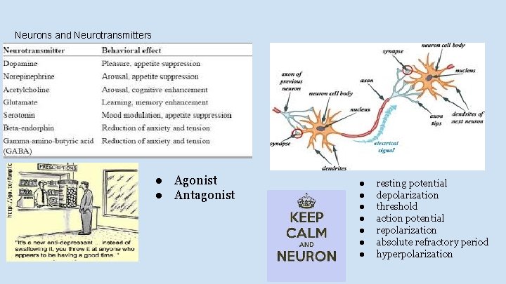 Neurons and Neurotransmitters ● Agonist ● Antagonist ● ● ● ● resting potential depolarization