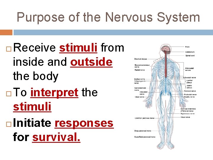 Purpose of the Nervous System Receive stimuli from inside and outside the body To Purpose of the Nervous System Receive stimuli from inside and outside the body To