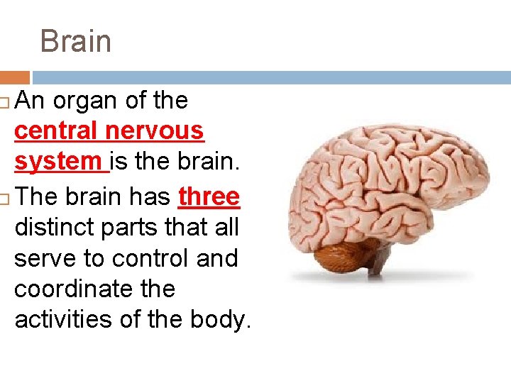 Brain An organ of the central nervous system is the brain. The brain has Brain An organ of the central nervous system is the brain. The brain has