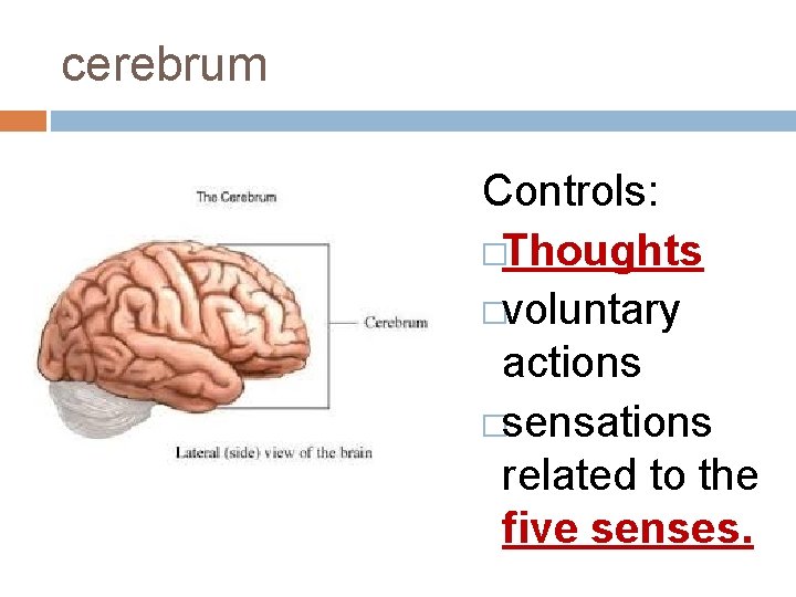 cerebrum Controls: �Thoughts �voluntary actions �sensations related to the five senses. cerebrum Controls: �Thoughts �voluntary actions �sensations related to the five senses.