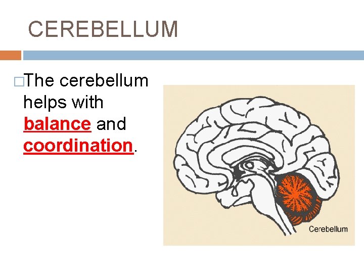 CEREBELLUM �The cerebellum helps with balance and coordination. CEREBELLUM �The cerebellum helps with balance and coordination.