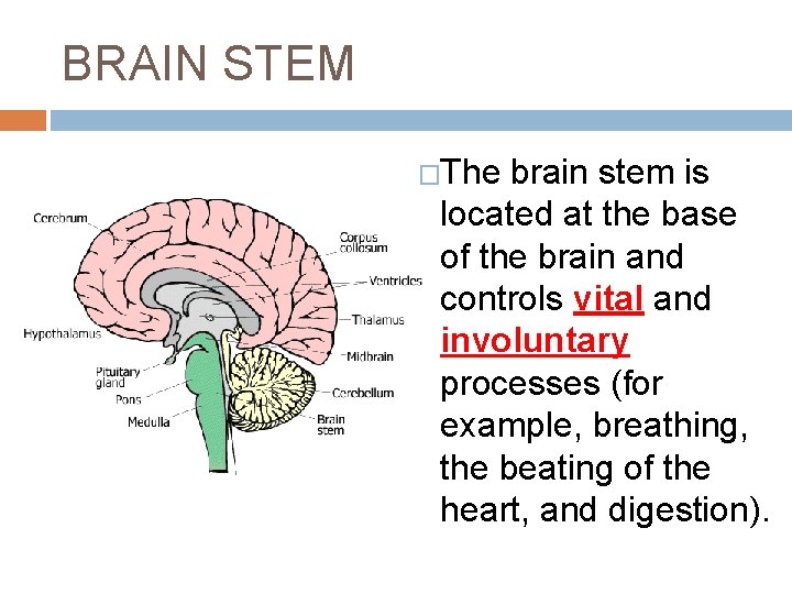 BRAIN STEM �The brain stem is located at the base of the brain and BRAIN STEM �The brain stem is located at the base of the brain and