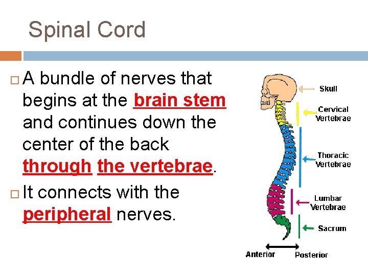 Spinal Cord A bundle of nerves that begins at the brain stem and continues Spinal Cord A bundle of nerves that begins at the brain stem and continues