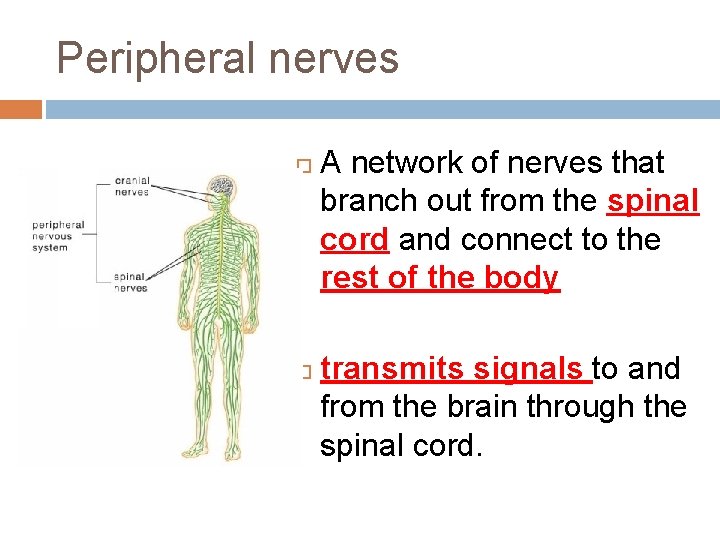 Peripheral nerves A network of nerves that branch out from the spinal cord and Peripheral nerves A network of nerves that branch out from the spinal cord and