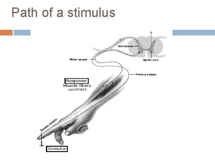 Path of a stimulus Path of a stimulus