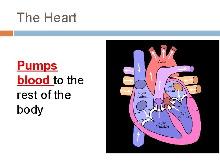 The Heart Pumps blood to the rest of the body The Heart Pumps blood to the rest of the body