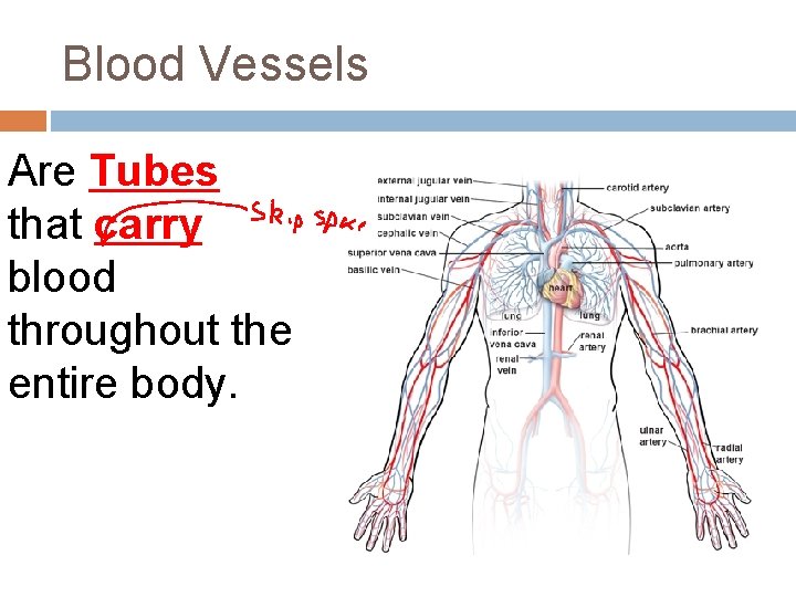 Blood Vessels Are Tubes that carry blood throughout the entire body. Blood Vessels Are Tubes that carry blood throughout the entire body.