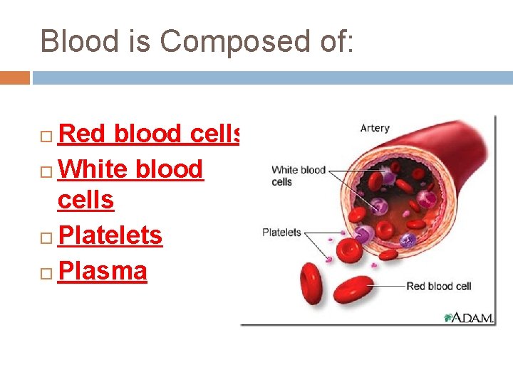 Blood is Composed of: Red blood cells White blood cells Platelets Plasma Blood is Composed of: Red blood cells White blood cells Platelets Plasma