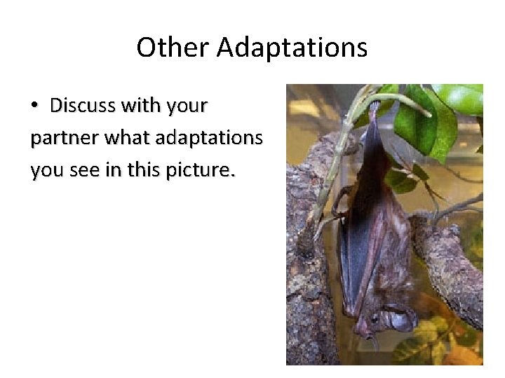 Other Adaptations • Discuss with your partner what adaptations you see in this picture.