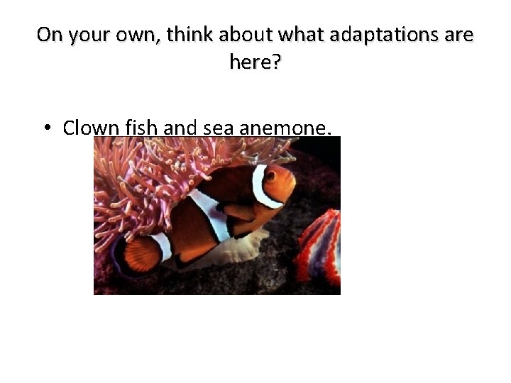 On your own, think about what adaptations are here? • Clown fish and sea
