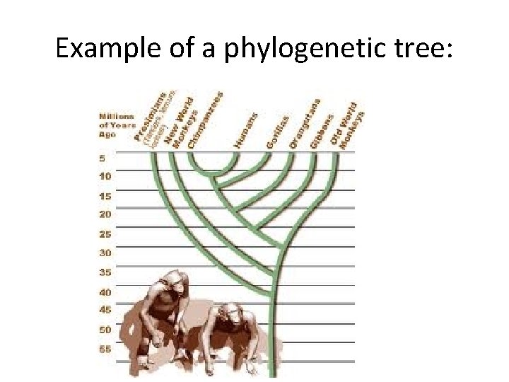 Example of a phylogenetic tree: 