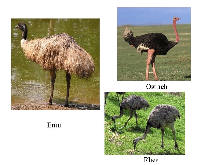 Ostrich Emu Rhea 