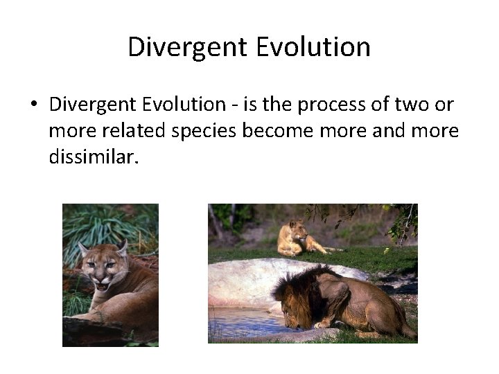 Divergent Evolution • Divergent Evolution - is the process of two or more related