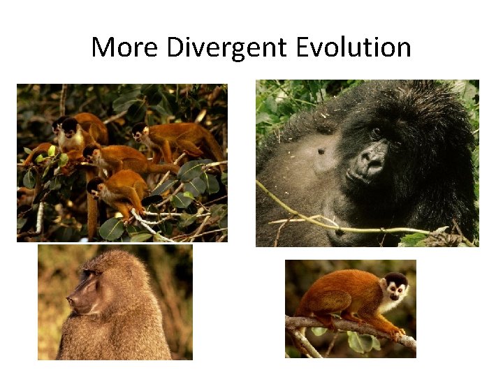 More Divergent Evolution 