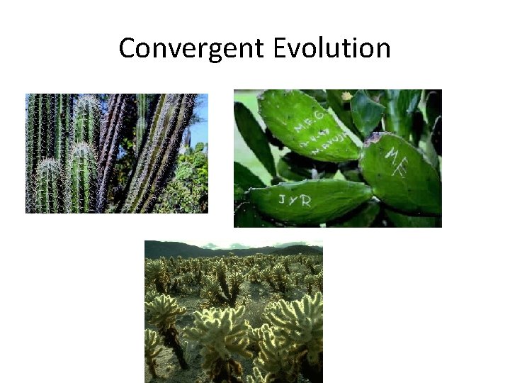 Convergent Evolution 