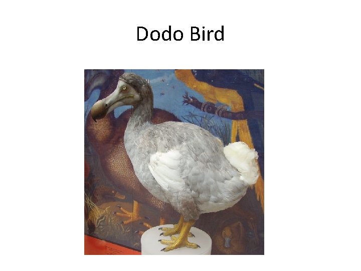 Dodo Bird 