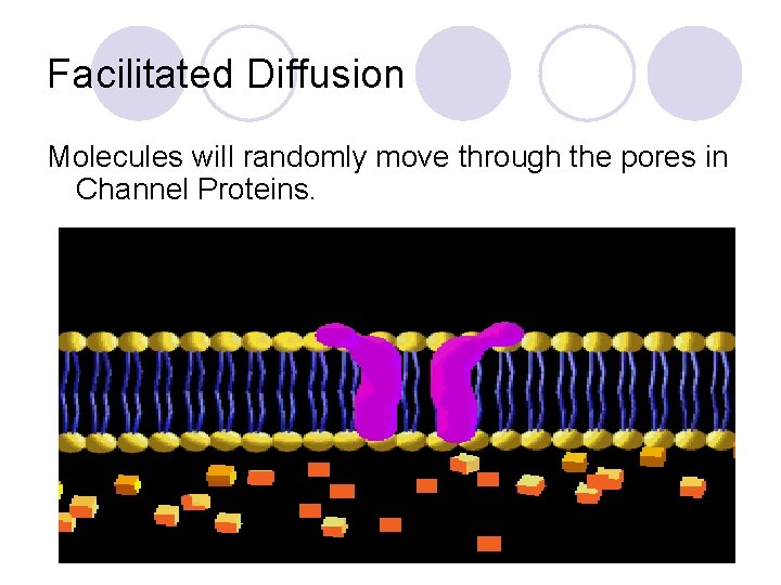 Facilitated Diffusion Molecules will randomly move through the pores in Channel Proteins. 