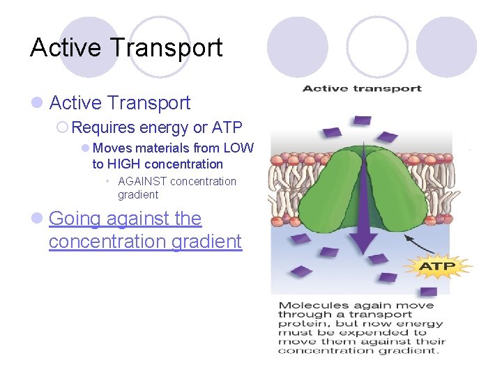 Active Transport l Active Transport ¡ Requires energy or ATP l Moves materials from