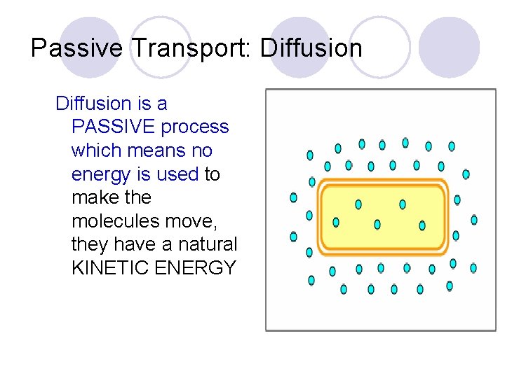 Passive Transport: Diffusion is a PASSIVE process which means no energy is used to