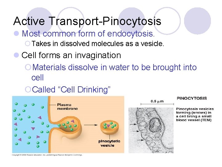 Active Transport-Pinocytosis l Most common form of endocytosis. ¡ Takes in dissolved molecules as