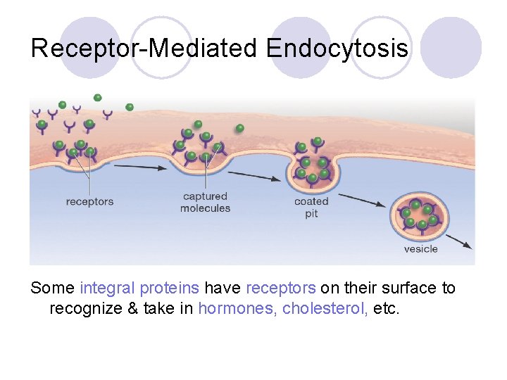 Receptor-Mediated Endocytosis Some integral proteins have receptors on their surface to recognize & take