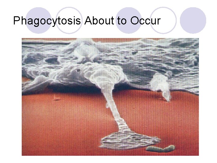Phagocytosis About to Occur 