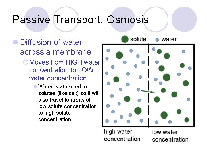 Passive Transport: Osmosis l Diffusion of water across a membrane ¡ Moves from HIGH