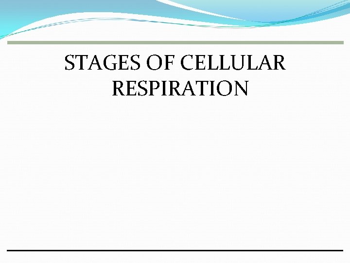 STAGES OF CELLULAR RESPIRATION 