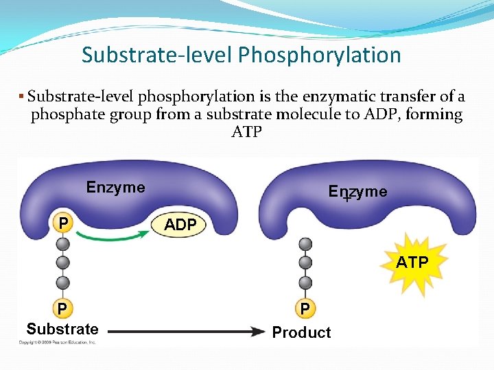 Substrate-level Phosphorylation § Substrate-level phosphorylation is the enzymatic transfer of a phosphate group from