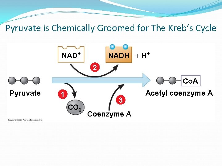 Pyruvate is Chemically Groomed for The Kreb’s Cycle NADH H+ NAD+ 2 Co. A