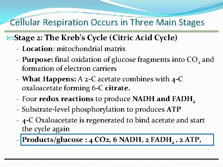 Cellular Respiration Occurs in Three Main Stages Stage 2: The Kreb’s Cycle (Citric Acid