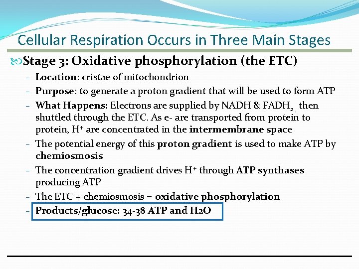 Cellular Respiration Occurs in Three Main Stages Stage 3: Oxidative phosphorylation (the ETC) –