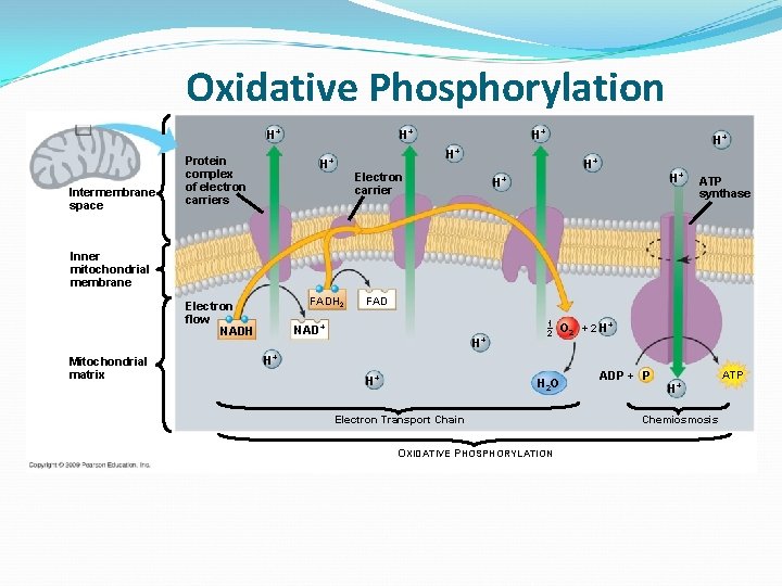 Oxidative Phosphorylation Intermembrane space Protein complex of electron carriers H+ H+ Electron carrier H+