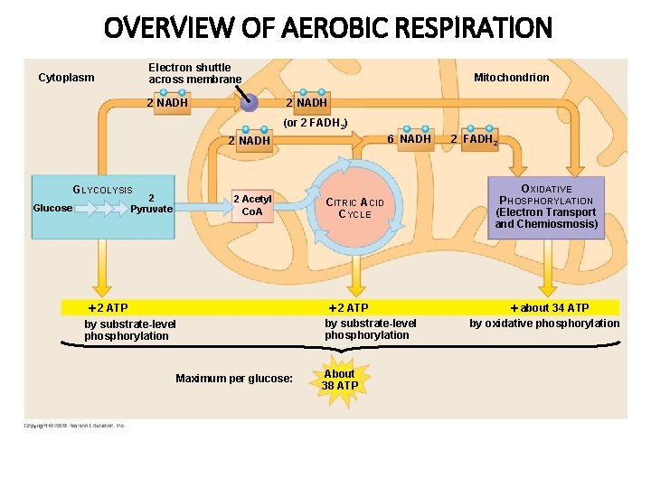 OVERVIEW OF AEROBIC RESPIRATION Electron shuttle across membrane Cytoplasm 2 NADH Mitochondrion 2 NADH