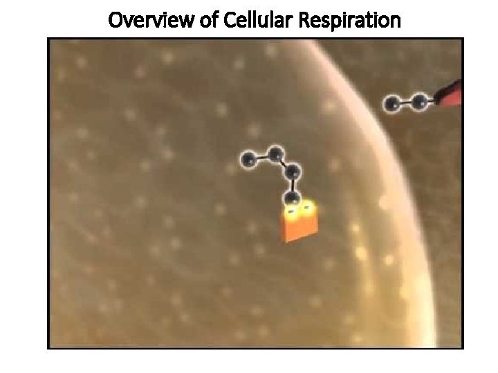 Overview of Cellular Respiration 